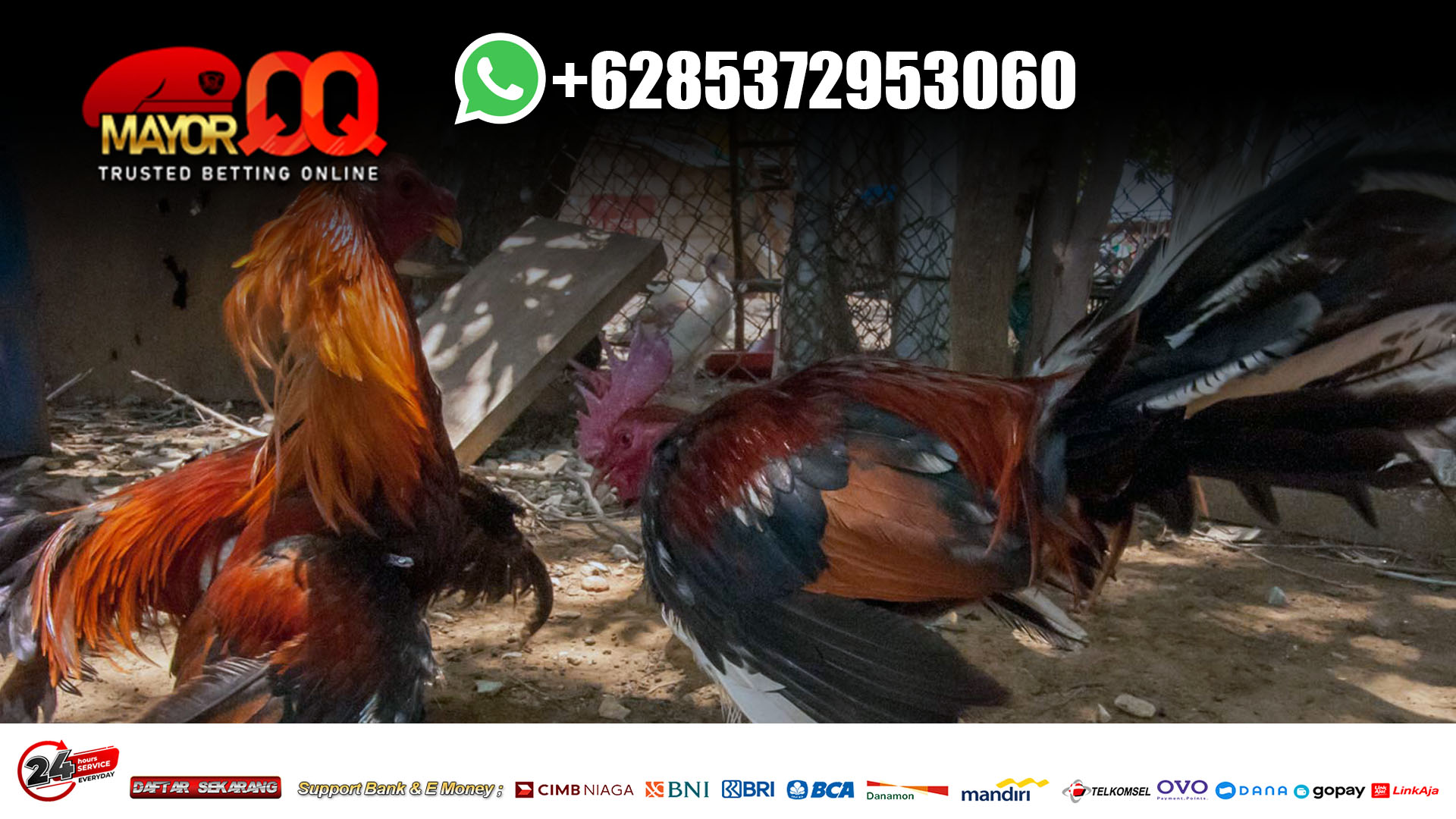 Mainkan Situs Resmi Sabung Ayam Aduan SV388 Online - Einai org