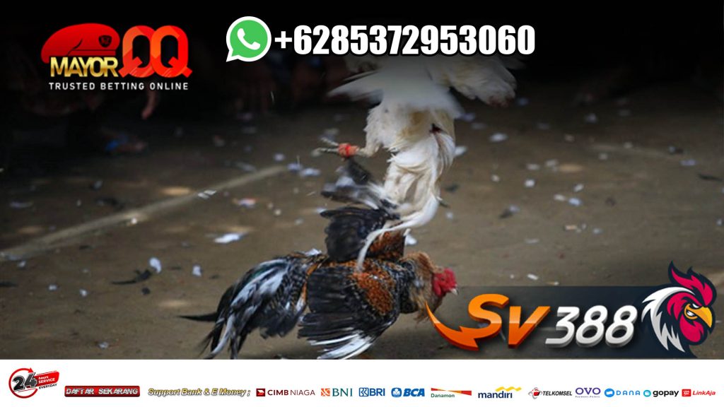 situs judi sabung ayam