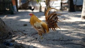 Kaki Ayam Bangkok Pukul Mati - Einai