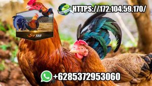 SV388 DAFTAR AGEN JUDI SABUNG AYAM ONLINE SV388 APK LOGIN TERBARU