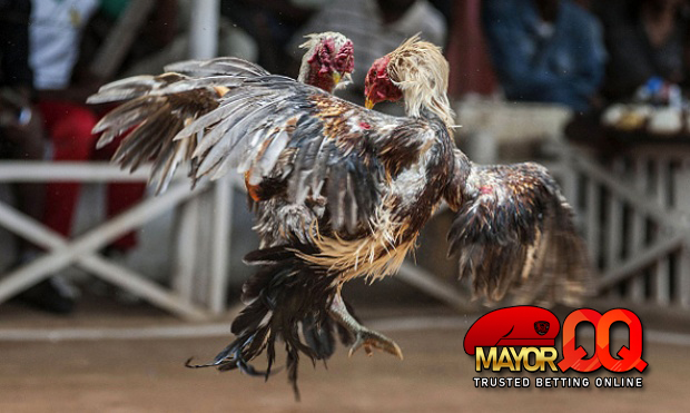 Pasang Taruhan Anda pada Taruhan Sabung Ayam SV388 Online di MayorQQ